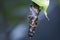 Macro shot of the bagworm moth larvae.