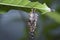 Macro shot of the bagworm moth larvae.