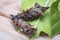 Macro shot of the bagworm moth larvae.