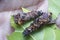 Macro shot of the bagworm moth larvae.