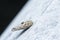 Macro shot of the bagworm moth larvae.