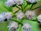 Macro shot Bandotan Ageratum conyzoides is a type of agricultural weed belonging to the Asteraceae tribe. Used to against dysent