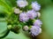 Macro shot Bandotan Ageratum conyzoides is a type of agricultural weed belonging to the Asteraceae tribe. Used to against dysent