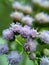 Macro shot Bandotan Ageratum conyzoides is a type of agricultural weed belonging to the Asteraceae tribe. Used to against dysent