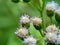 Macro shot Bandotan Ageratum conyzoides is a type of agricultural weed belonging to the Asteraceae tribe. Used to against dysent