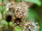 Macro shot Bandotan Ageratum conyzoides is a type of agricultural weed belonging to the Asteraceae tribe. Used to against dysent