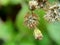 Macro shot Bandotan Ageratum conyzoides is a type of agricultural weed belonging to the Asteraceae tribe. Used to against dysent