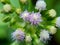 Macro shot Bandotan Ageratum conyzoides is a type of agricultural weed belonging to the Asteraceae tribe. Used to against dysent