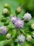 Macro shot Bandotan Ageratum conyzoides is a type of agricultural weed belonging to the Asteraceae tribe. Used to against dysent