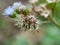 Macro shot Bandotan Ageratum conyzoides is a type of agricultural weed belonging to the Asteraceae tribe. Used to against dysent