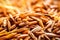 macro shot of barley grains used for whisky production