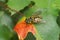 A macro shot of the Batman hoverfly on the green plant, Myathropa florea