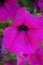 Macro shot of a beatiful pink petunia