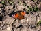 Macro shot of beautiful colourful butterfly - European peacock or peacock butterfly Aglais io on the ground