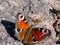 Macro shot of beautiful colourful butterfly - European peacock or peacock butterfly Aglais io on the ground