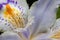 Macro shot of a beautiful Fringed Iris flower