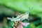 The macro shot of the beautiful grasshoper sitting in the grass in the sunny summer day