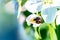 Macro shot of a beautiful ladybugs on a white flower under the open sky on a sunny day