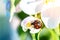 Macro shot of a beautiful ladybugs on a white flower under the open sky on a sunny day