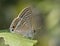 Macro Shot of Beautiful Lampides boeticus Pea Blue butterfly