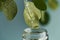 Macro shot of beautiful leaf and pipette, medicine drop falling into jar