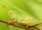 Macro shot of a beautiful Locust