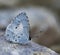 Macro Shot of Beautiful Megisba malaya the Malayan butterfly