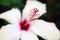 Macro shot of beautiful petals of white hibiscus flower of uneven edges and slightly blurred stamens and pestle soft focus and