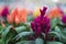 Macro shot of a beautiful pink Cock\\\'s comb plant blooming