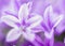 Macro shot of beautiful purple triplet lilies