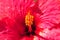 Macro shot of a beautiful red hibiscus flower