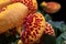 Macro shot of beautiful red and yellow calceolaria