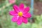 Macro shot of a beautiful and vibrantâ€‹ â€‹cosmos flowersâ€‹ inâ€‹ rainyâ€‹ day. Pinkâ€‹ cosmos flowers on a green background. In