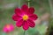 Macro shot of a beautiful and vibrantâ€‹ â€‹cosmos flowersâ€‹ inâ€‹ rainyâ€‹ day. Pinkâ€‹ cosmos flowers on a green background. In