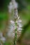 Macro shot of a beautiful white asphodel, Bordeaux, France