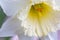 Macro shot of a beautiful white daffodil flower head.