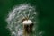 Macro shot of a beautiful white dandelion with a blurry green background