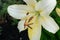 Macro shot of beautiful white lily flowers or lilly blossoms