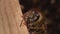 Macro shot of a bee in a hive, portrait. A worker bee walks and works inside the hive in the apiary