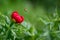 Macro shot of bee polinating paeonia peregrina - Wild plant shot in spring