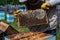 Macro shot of a bees inside honeycombs. The man hands of the beekeeper take out a hive part.