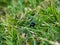 Macro shot of a beetle hiding in the green grass