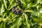 Macro shot of berries on an ivy Hedera helix