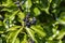 Macro shot of berries on an ivy Hedera helix