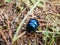 Macro shot of beutiful Dor beetle or spring dor beetle Trypocopris vernalis, dull black in colour with a variable blue and green