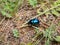 Macro shot of beutiful Dor beetle or spring dor beetle Trypocopris vernalis, dull black in colour with a variable blue and green