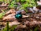 Macro shot of beutiful Dor beetle or spring dor beetle Trypocopris vernalis var. autumnalis Heer, dull black in colour with a