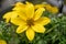 A macro shot of the Bidens ferulifolia or Beedance flower