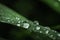 Macro shot of big water drops on green leaves after the rain. Selective focus. Big droplet of morning dew on the grass. Drops of