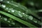 Macro shot of big water drops on green leaves after the rain. Selective focus. Big droplet of morning dew on the grass. Drops of